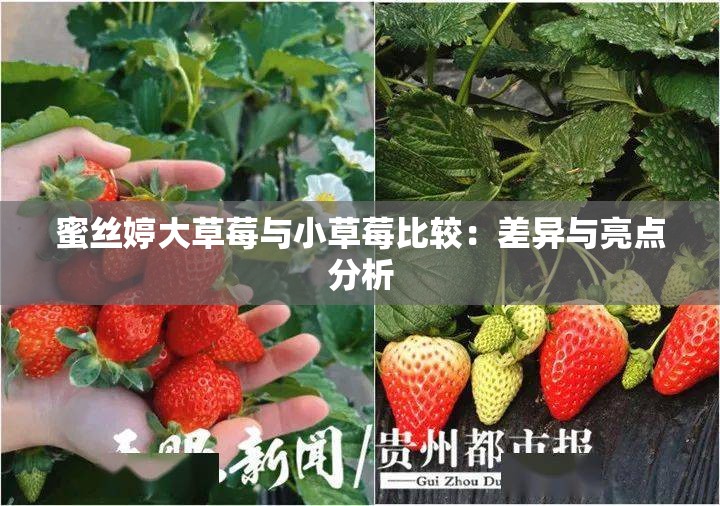 蜜丝婷大草莓与小草莓比较：差异与亮点分析