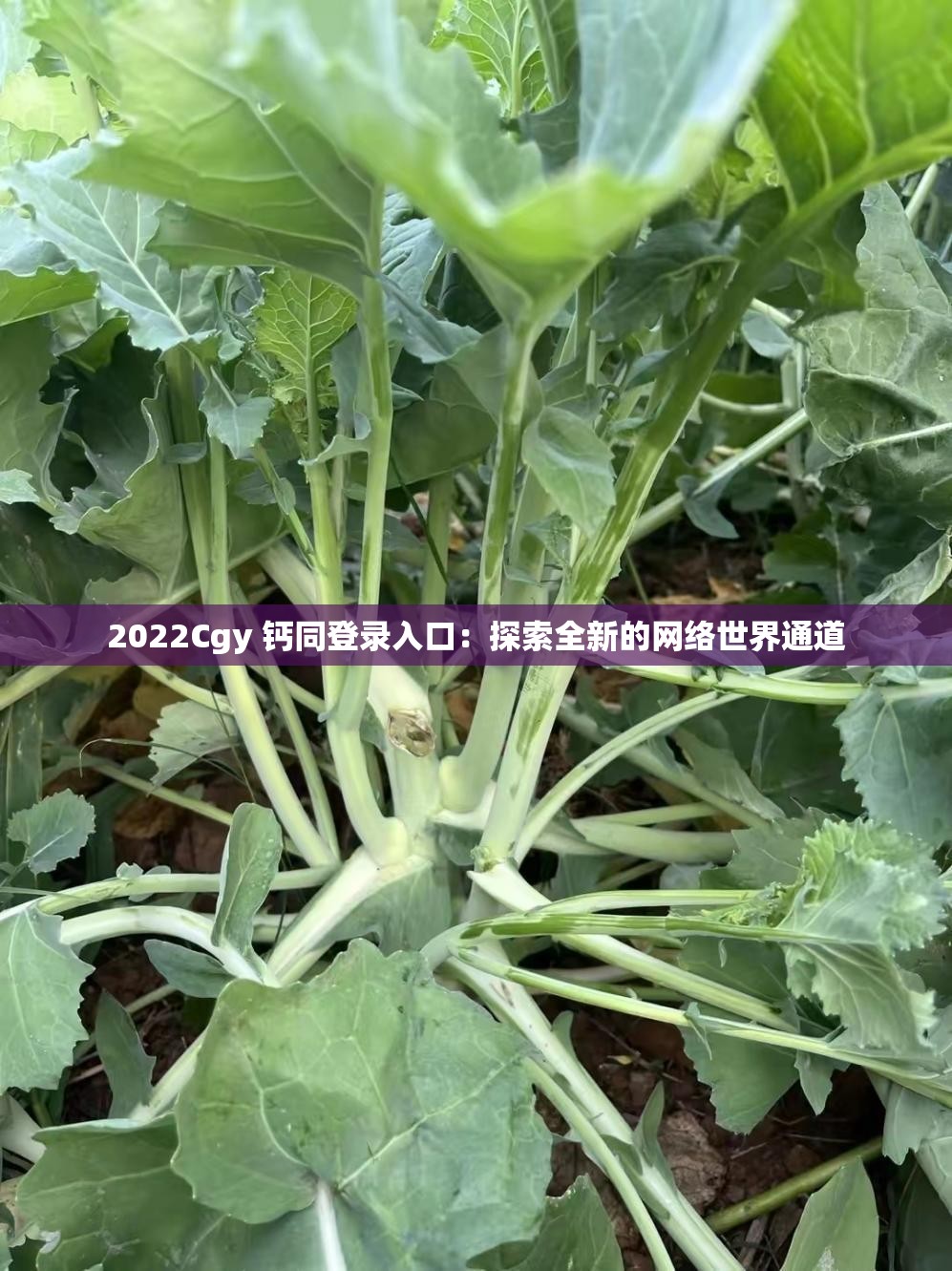 2022Cgy 钙同登录入口：探索全新的网络世界通道