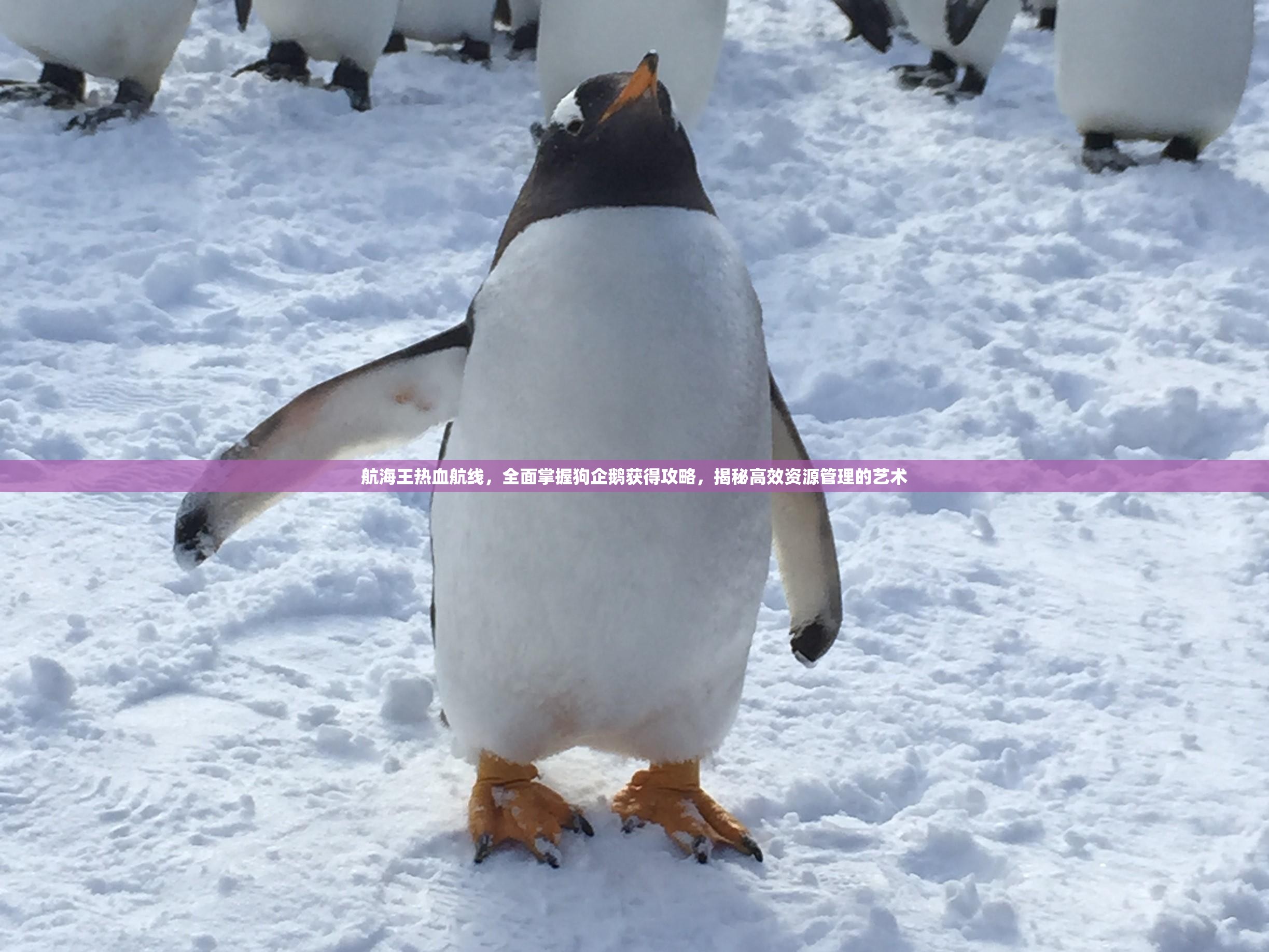 航海王热血航线，全面掌握狗企鹅获得攻略，揭秘高效资源管理的艺术