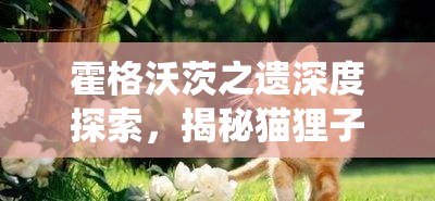 霍格沃茨之遗深度探索，揭秘猫狸子神秘栖息地与生态习性