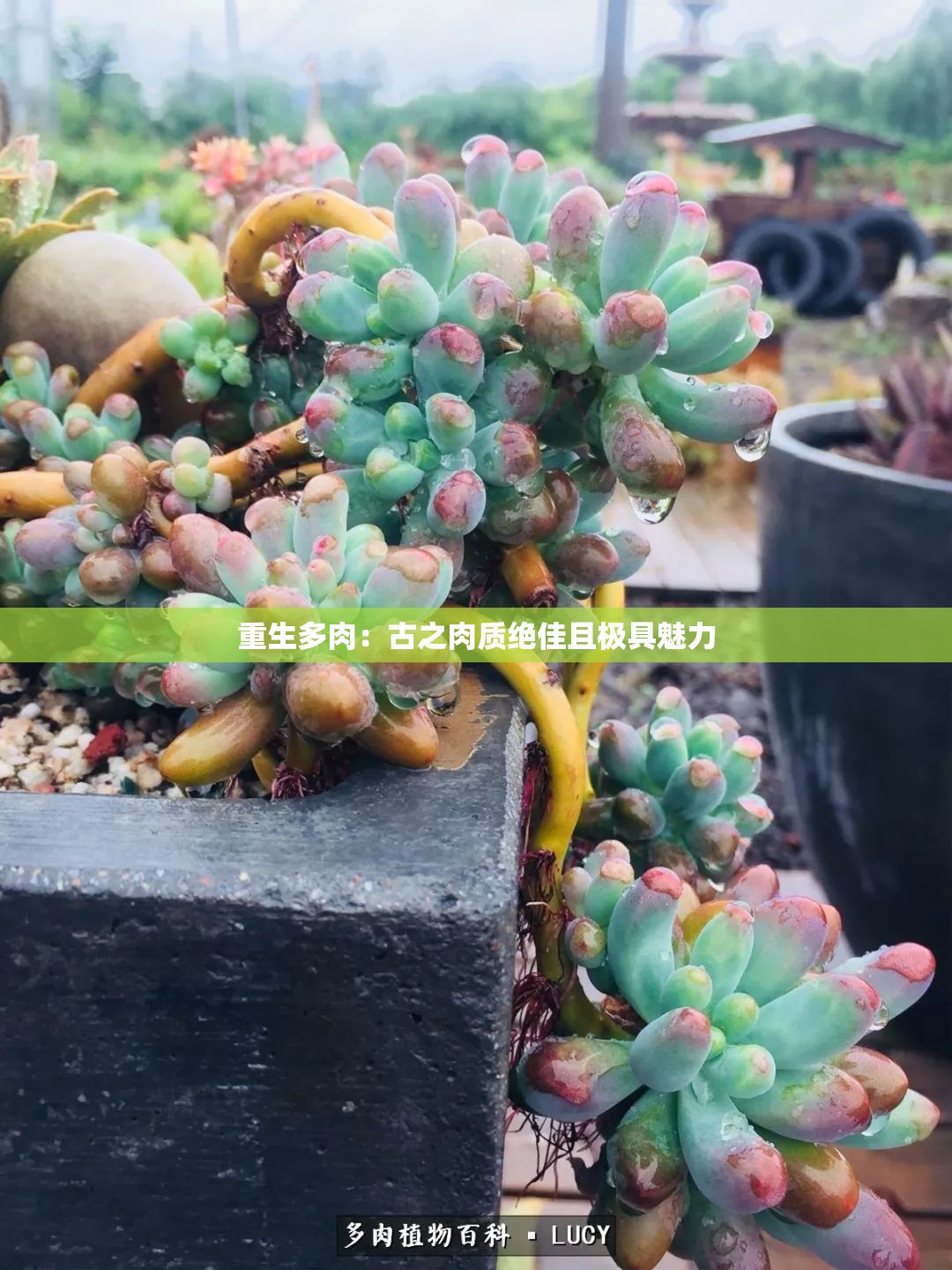 重生多肉：古之肉质绝佳且极具魅力