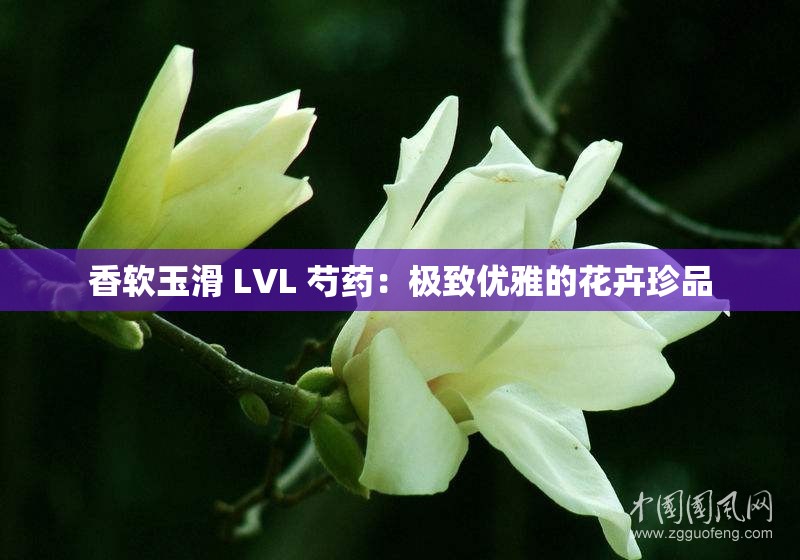 香软玉滑 LVL 芍药：极致优雅的花卉珍品