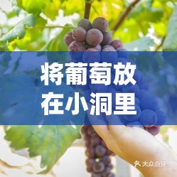 将葡萄放在小洞里榨汁后会得到美味的葡萄汁吗