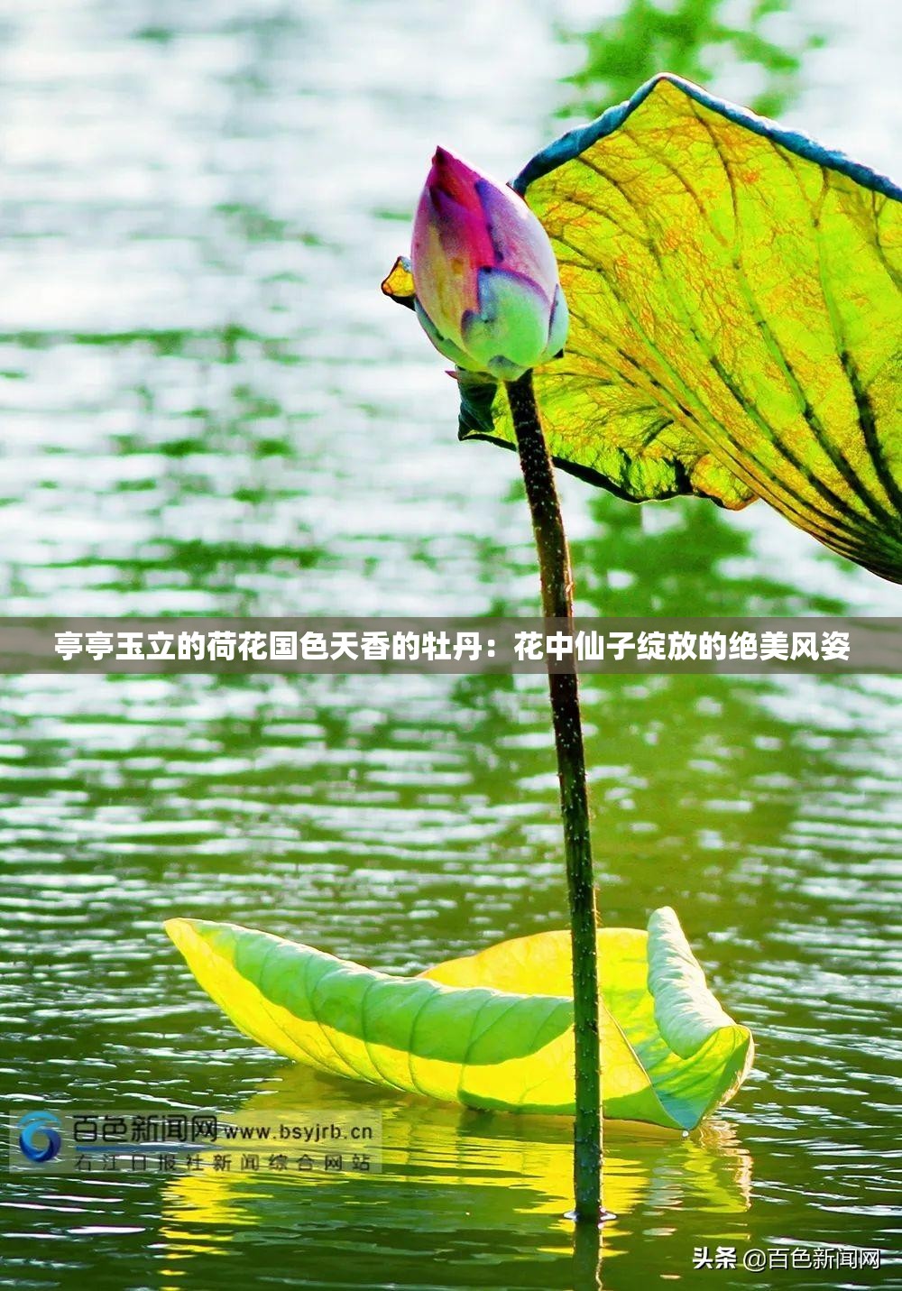 亭亭玉立的荷花国色天香的牡丹：花中仙子绽放的绝美风姿