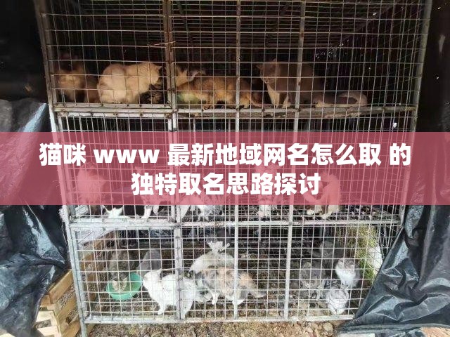 猫咪 www 最新地域网名怎么取 的独特取名思路探讨