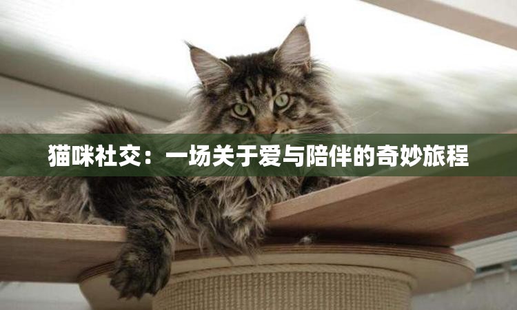 猫咪社交：一场关于爱与陪伴的奇妙旅程