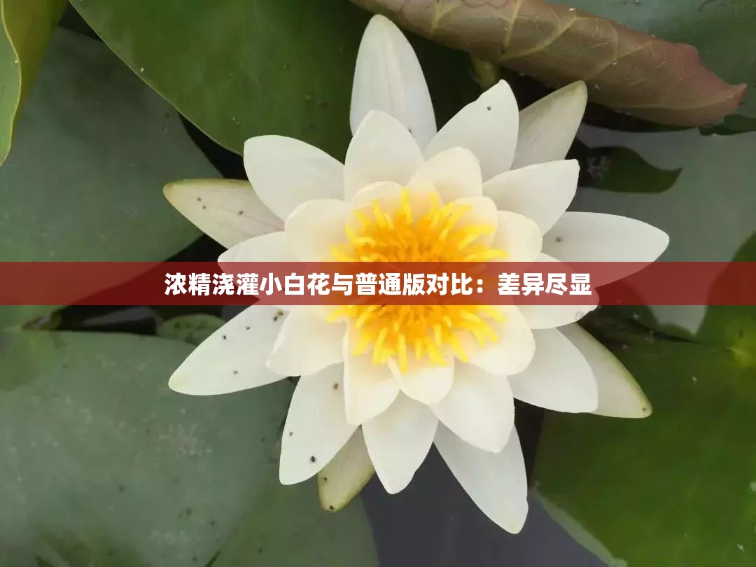 浓精浇灌小白花与普通版对比：差异尽显