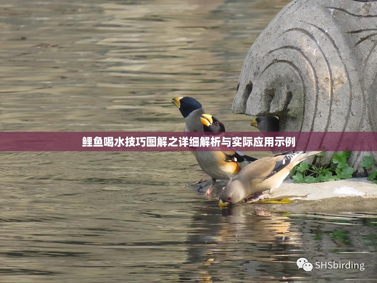 鲤鱼喝水技巧图解之详细解析与实际应用示例
