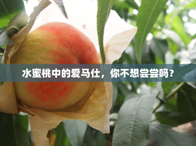水蜜桃中的爱马仕，你不想尝尝吗？