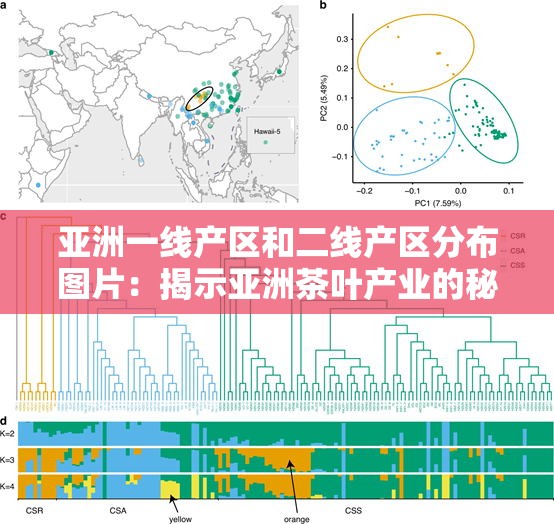 亚洲一线产区和二线产区分布图片：揭示亚洲茶叶产业的秘密