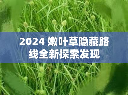 2024 嫩叶草隐藏路线全新探索发现