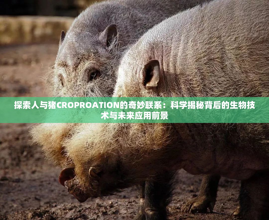 探索人与猪CROPROATION的奇妙联系：科学揭秘背后的生物技术与未来应用前景