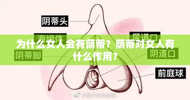 为什么女人会有荫蒂？荫蒂对女人有什么作用？