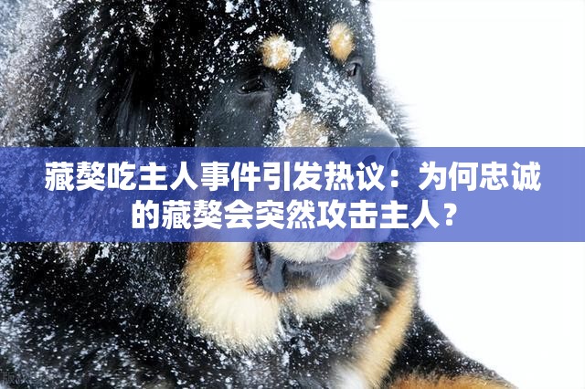 藏獒吃主人事件引发热议：为何忠诚的藏獒会突然攻击主人？