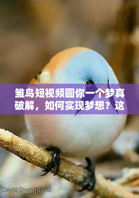 雏鸟短视频圆你一个梦真破解，如何实现梦想？这里揭秘