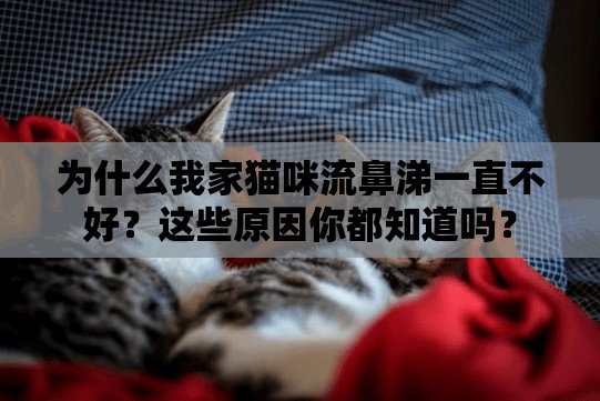 为什么我家猫咪流鼻涕一直不好？这些原因你都知道吗？