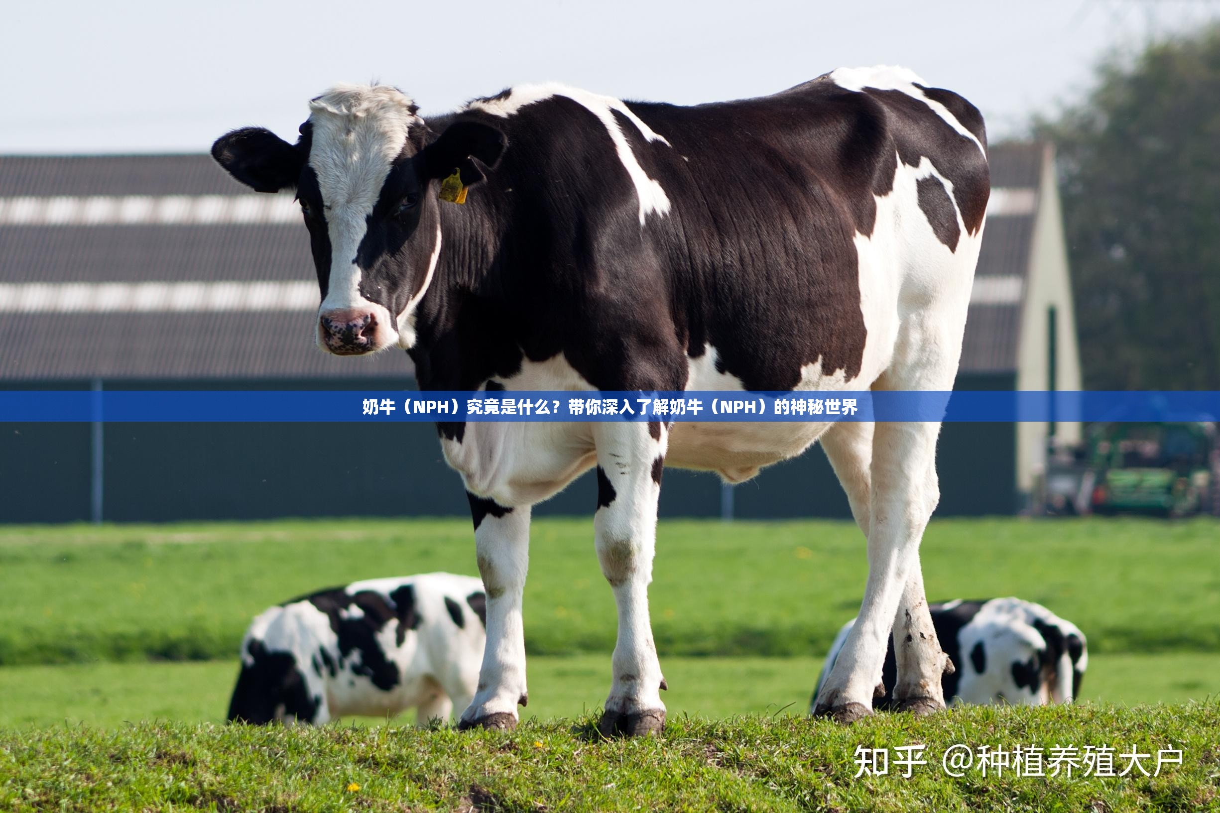 奶牛（NPH）究竟是什么？带你深入了解奶牛（NPH）的神秘世界