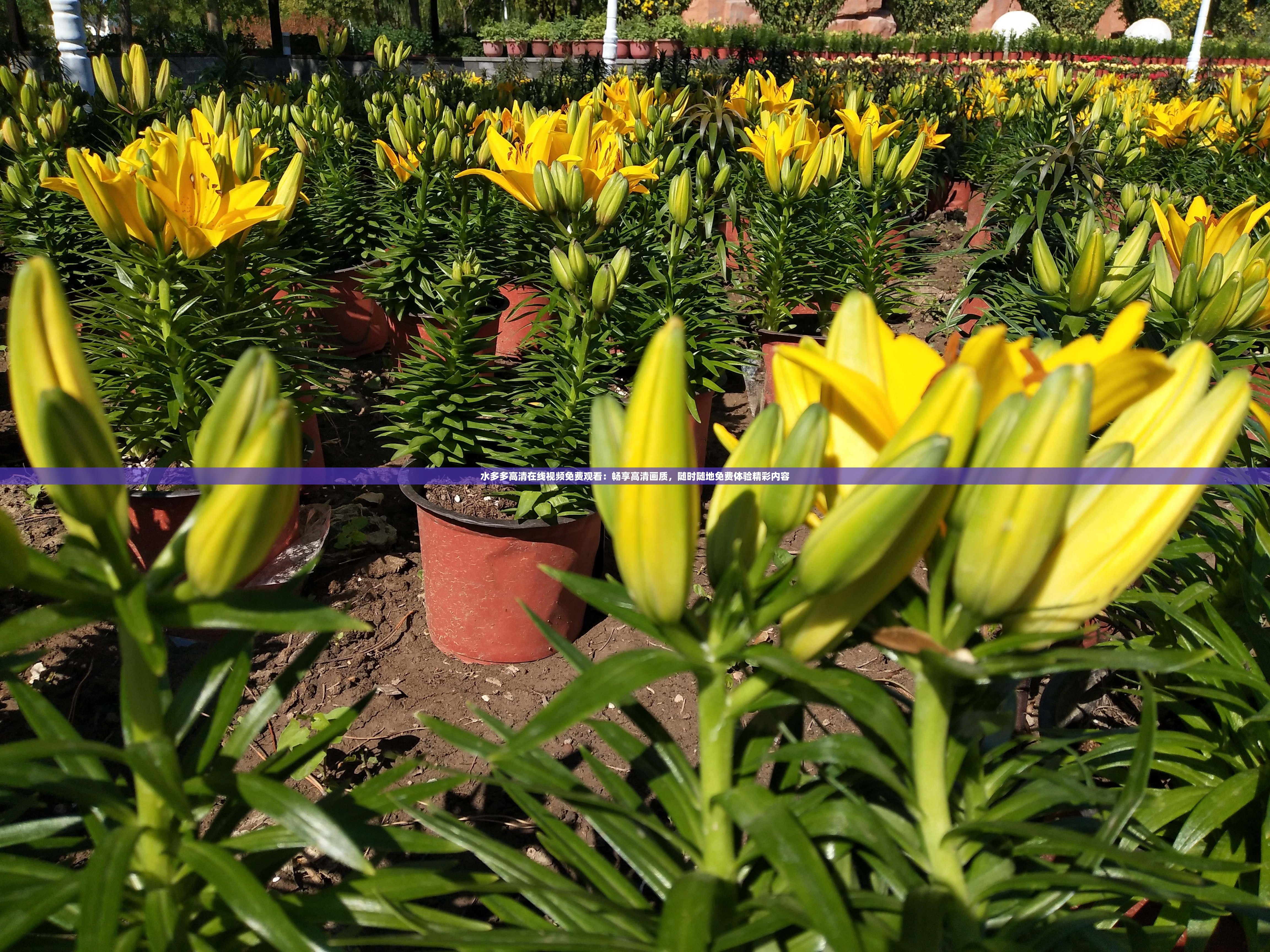 水多多高清在线视频免费观看：畅享高清画质，随时随地免费体验精彩内容