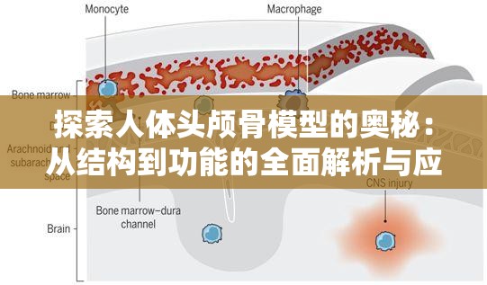 探索人体头颅骨模型的奥秘：从结构到功能的全面解析与应用指南