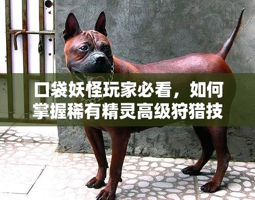 口袋妖怪玩家必看，如何掌握稀有精灵高级狩猎技巧，你有哪些未知秘诀？